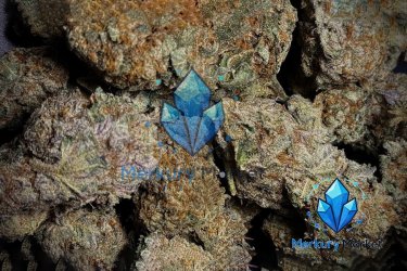 Zioło - Zdjęcie nr2